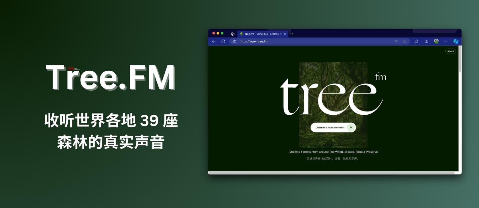 Tree.FM - Listen to the Sounds of Forests Around the World | 39 Real Forest Recordings 1